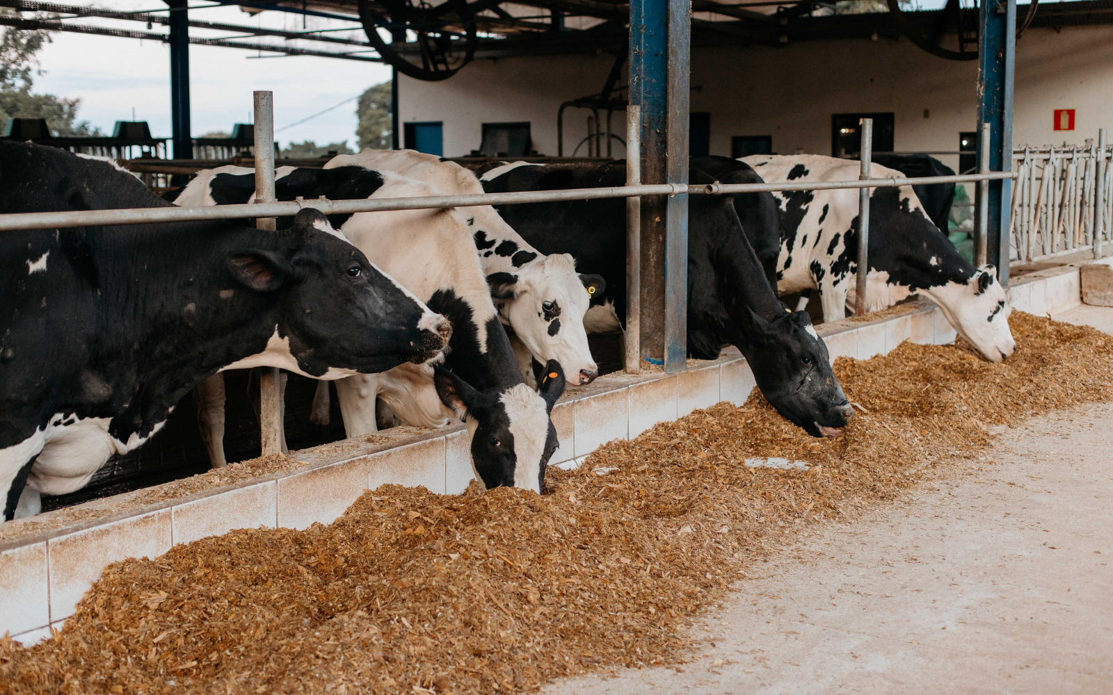 Qualidade com estratégia: quando o laticínio investe no produtor certo, todo mundo ganha - Cia do Leite - Transformamos qualidade do leite e produtividade das fazendas